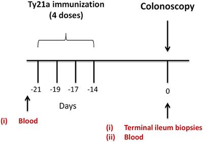 Attenuated Oral Typhoid Vaccine Ty21a Elicits Lamina Propria and Intra-Epithelial Lymphocyte Tissue-Resident Effector Memory CD8 T Responses in the Human Terminal Ileum